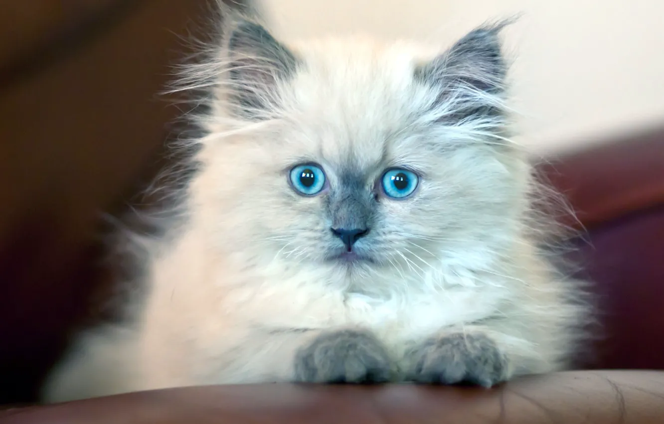Фото обои глаза, котенок, мохнатый, голубые