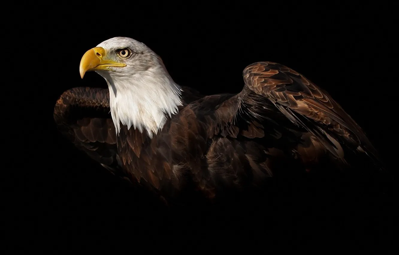 Фото обои орел, крылья, взмах, eagle, animal