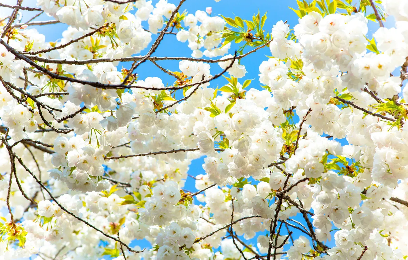 Фото обои Цветы, Дерево, Весна, Сакура