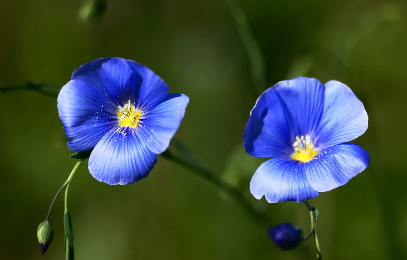 Фото обои цветы, синий, пыльца, лепестки, лён