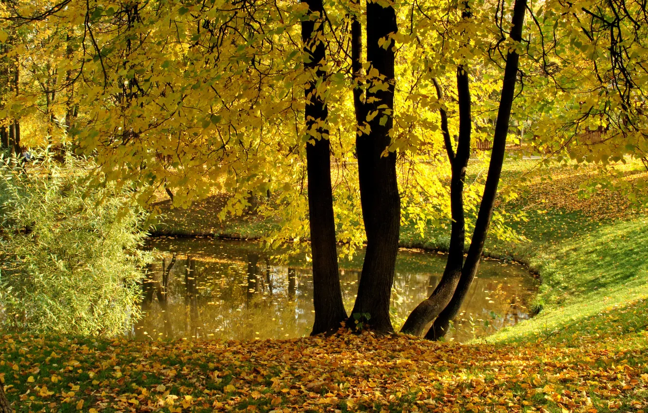 Фото обои осень, листья, деревья, пруд, парк, желтые, Воронцово