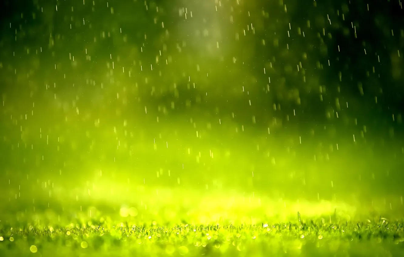 Фото обои дождь, Зелень, утро, детали, хорошая погода