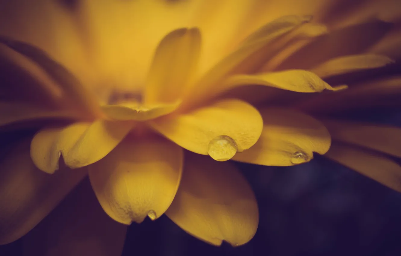 Фото обои цветок, капля, желтые, лепестки