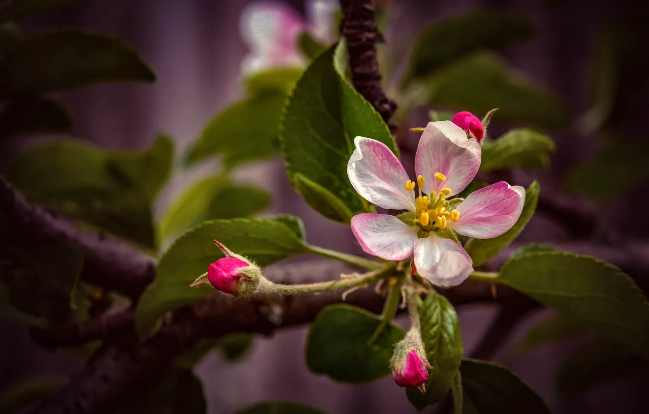 Фото обои листья, цветы, ветки, темный фон, весна, розовые, яблоня, бутоны