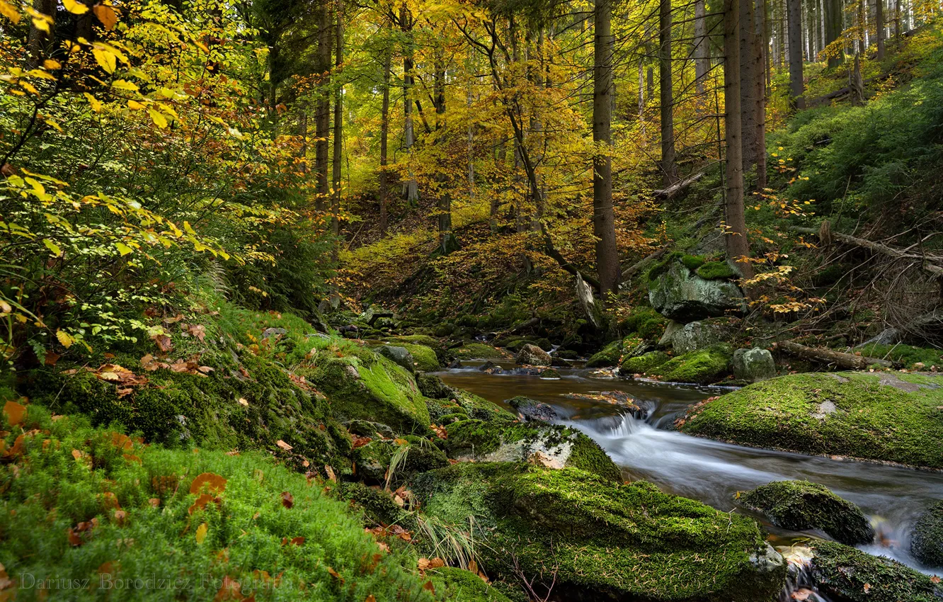 Фото обои осень, лес, деревья, ручей, мох, Польша, Poland, Karkonosze National Park