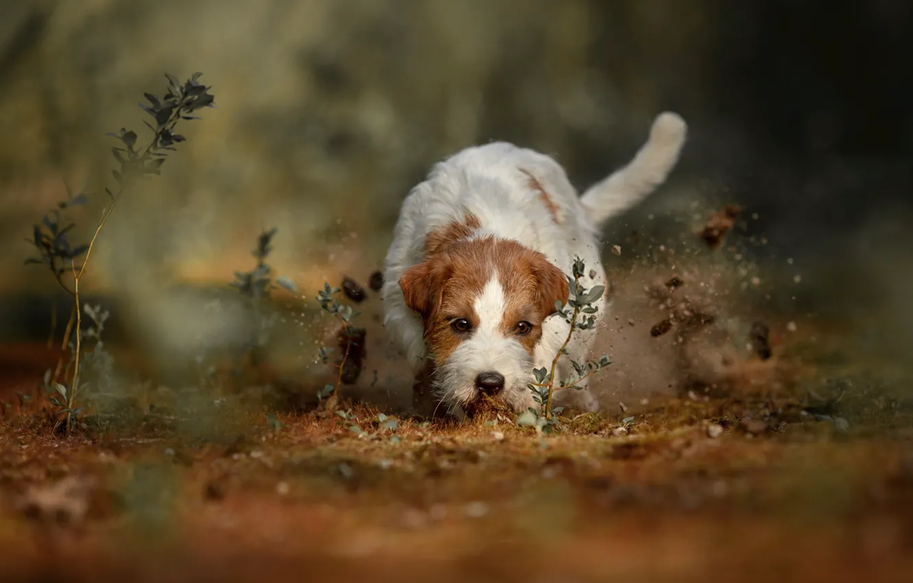 Фото обои природа, животное, собака, пёс, Наталия Поникарова
