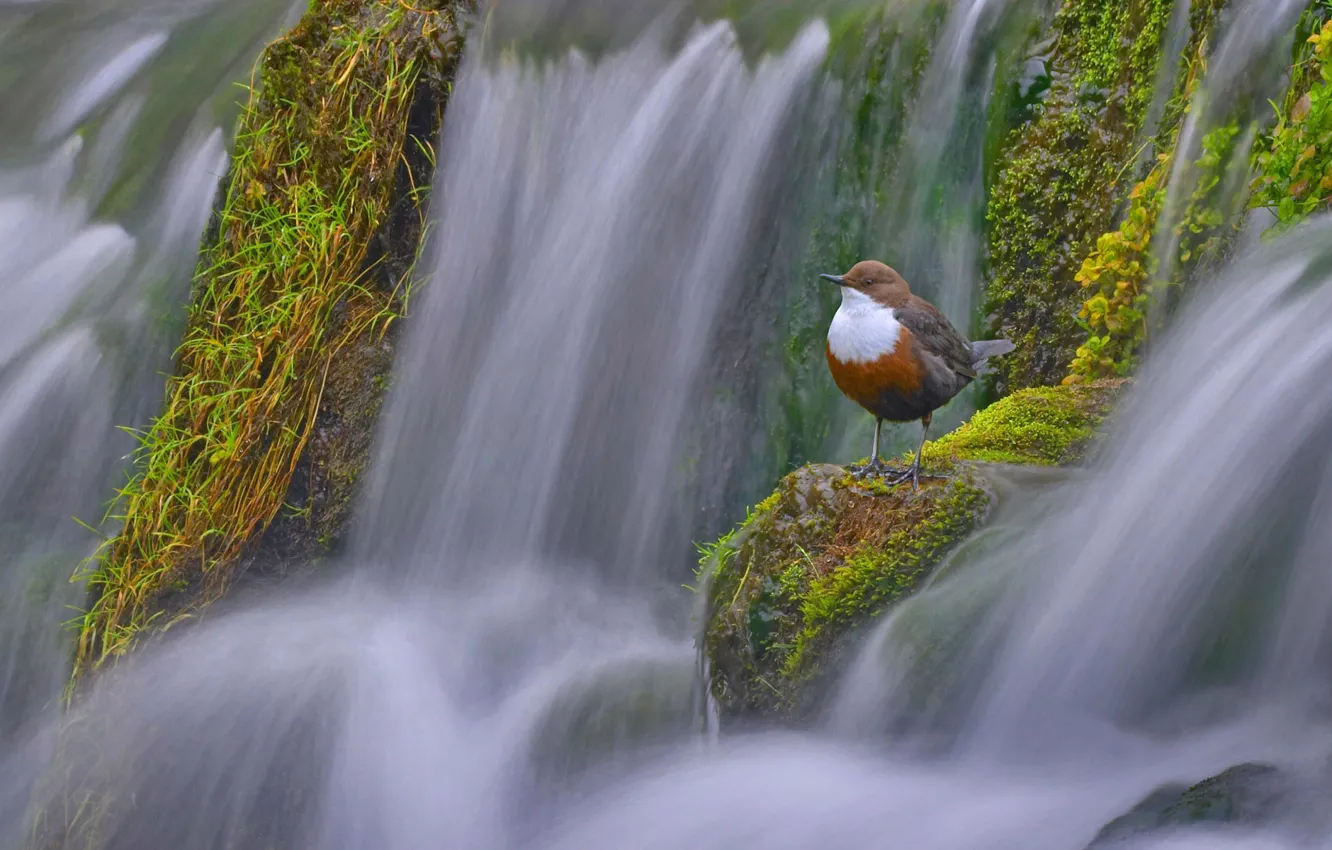 Фото обои птица, Англия, Дербишир, водяной воробей, оляпка, водяной дрозд