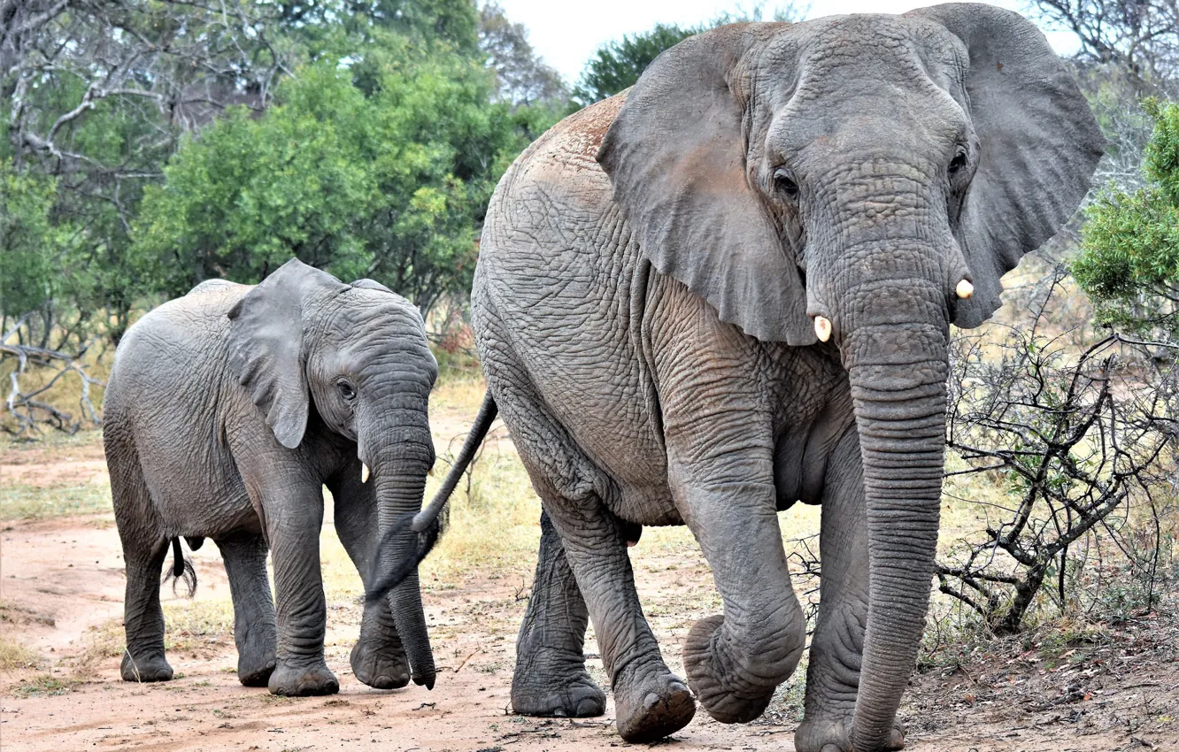 Фото обои семья, слониха, слонёнок