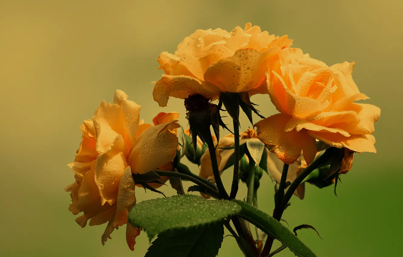 Фото обои цветы, оранжевый, розы, букет