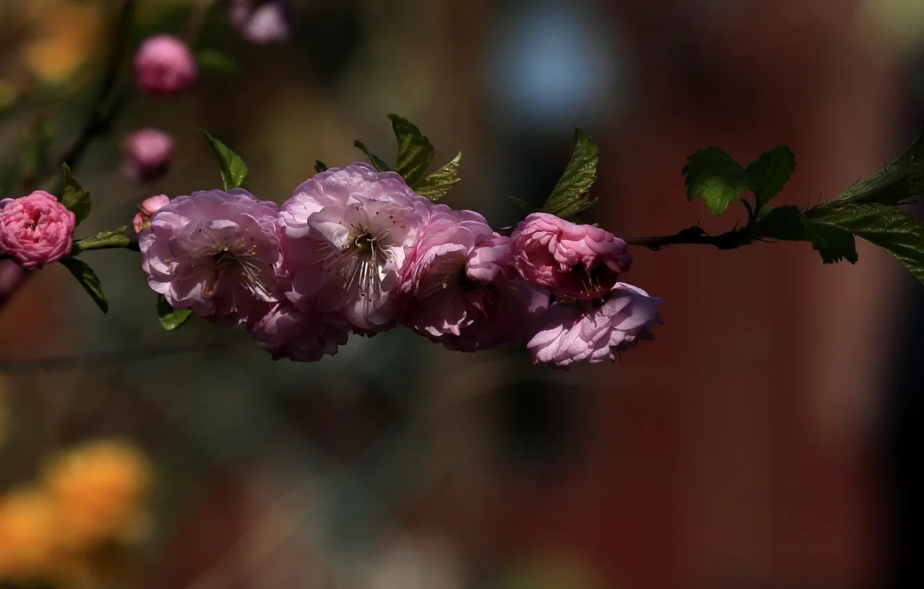 Фото обои листья, цветы, ветка, весна, розовые, цветение