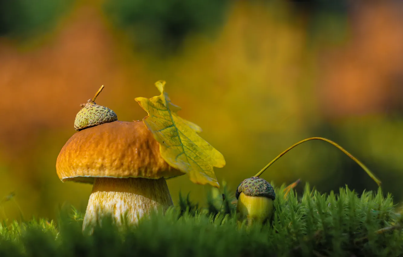 Фото обои осень, природа, лист, гриб, мох, шляпка, жёлудь, Александра Юсупова