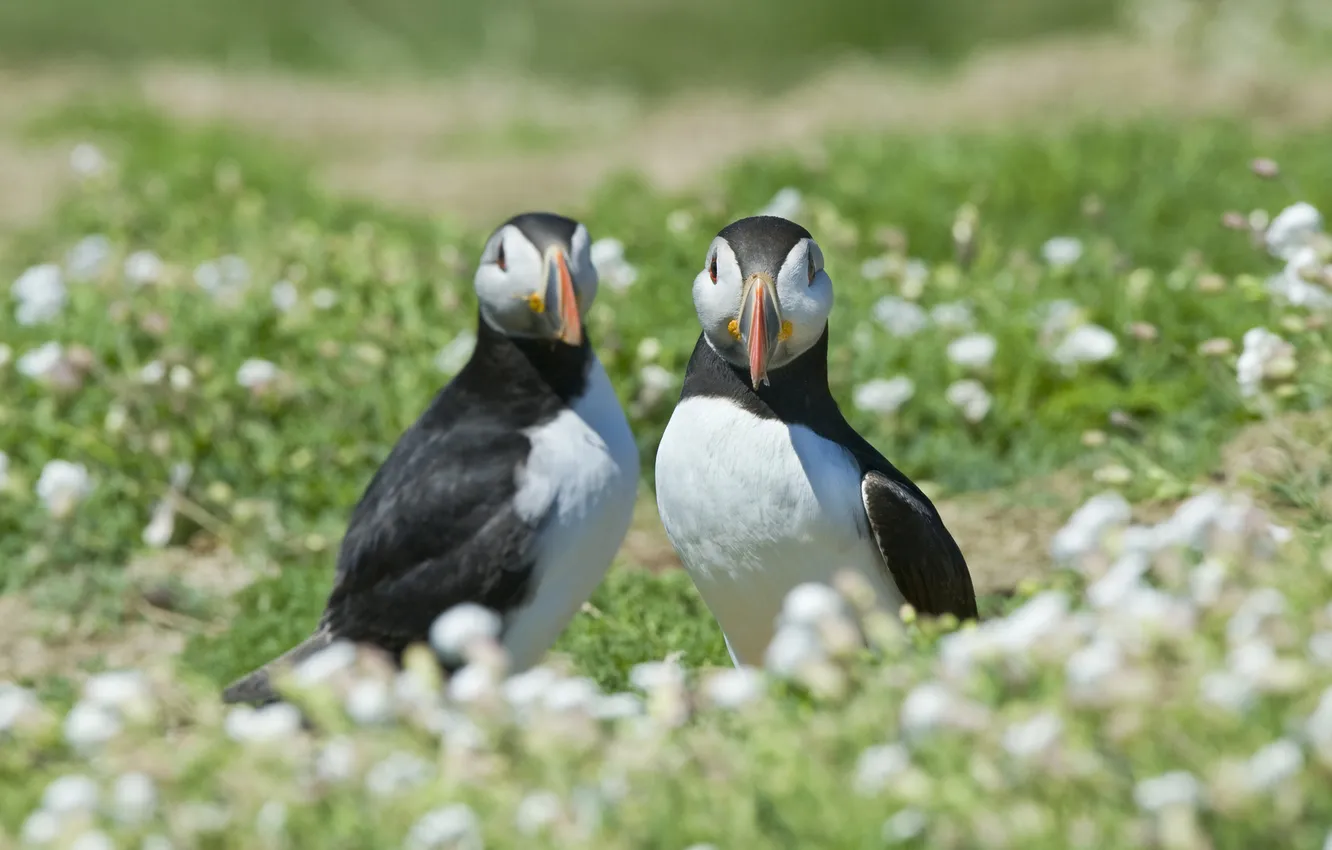 Фото обои трава, птицы, размытость, атлантический тупик, Fratercula arctica, Puffin