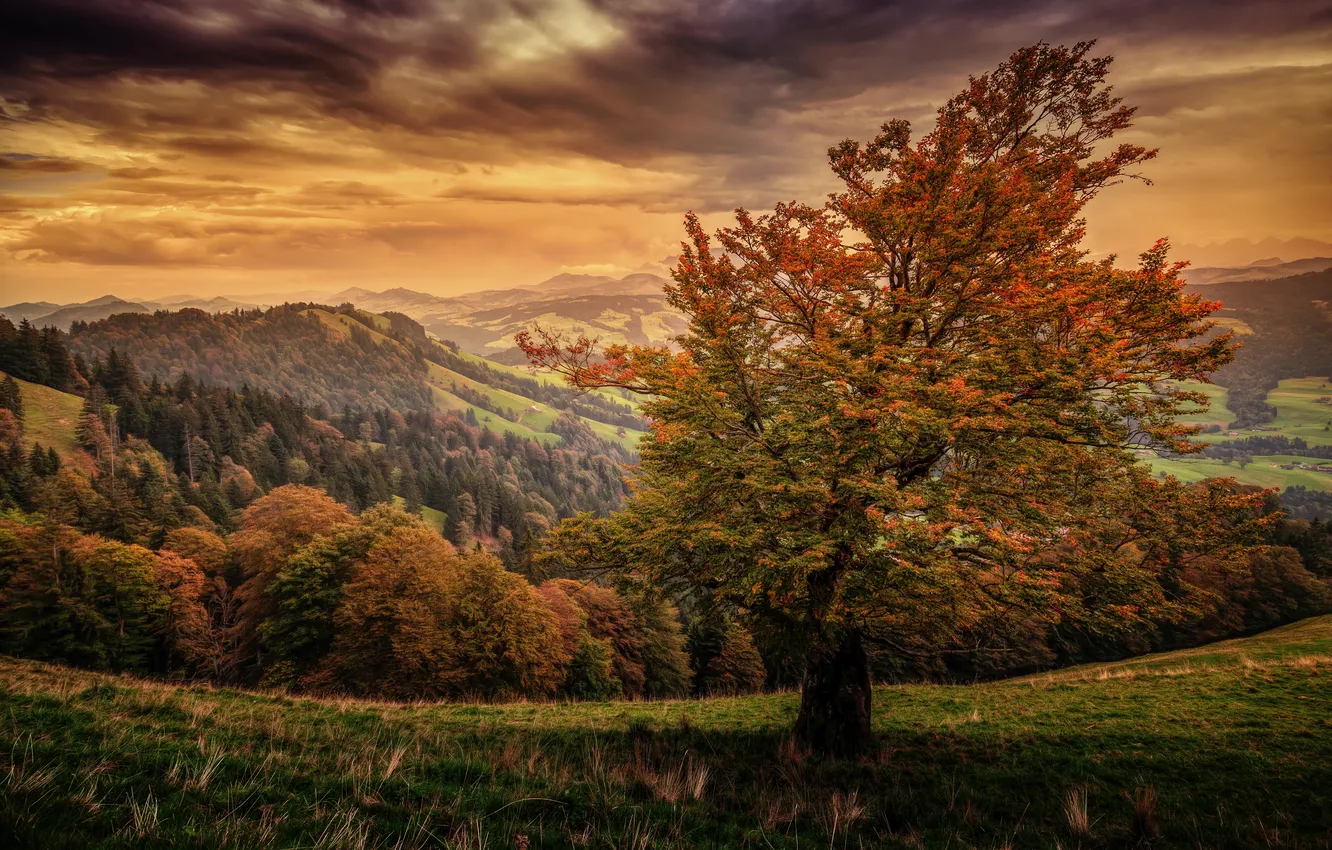 Фото обои осень, лес, трава, горы, дерево, поля, обработка, холм