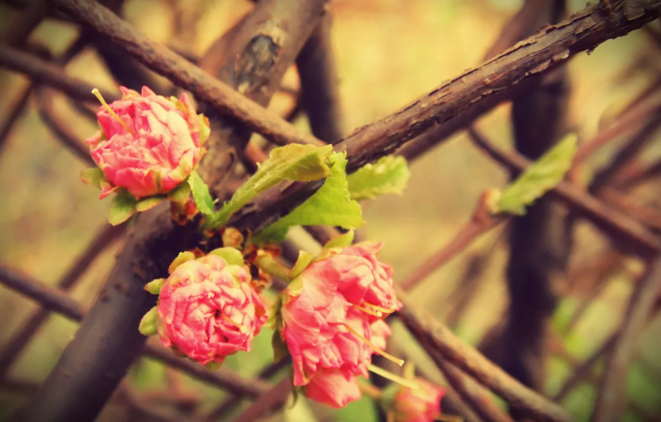 Фото обои макро, цветы, дерево, розовый, роза, куст, ветка, весна