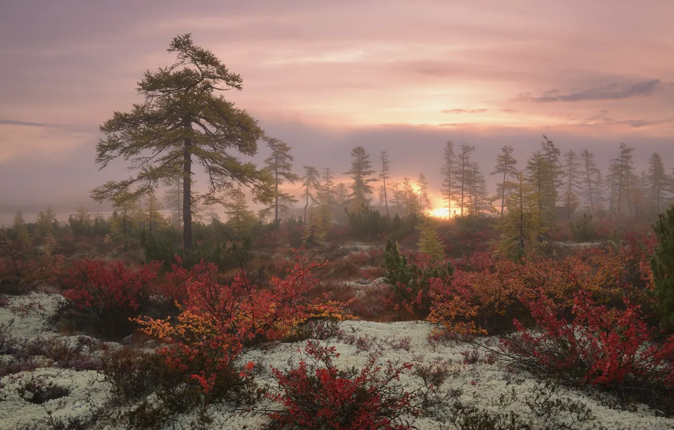 Фото обои осень, природа, растения, Деревья, Колыма, Максим Евдокимов, озеро Джека Лондона
