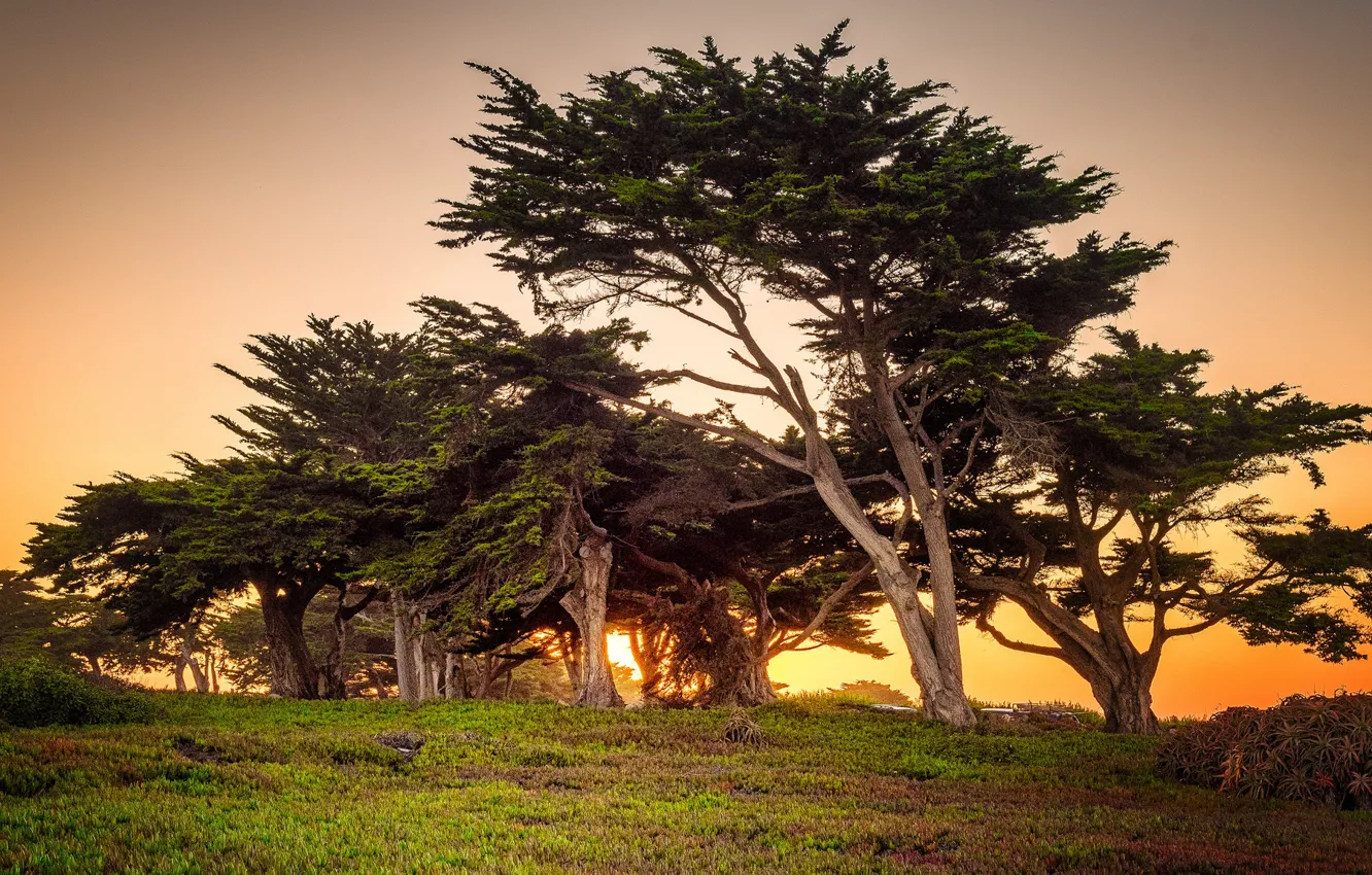 Фото обои деревья, закат, вечер