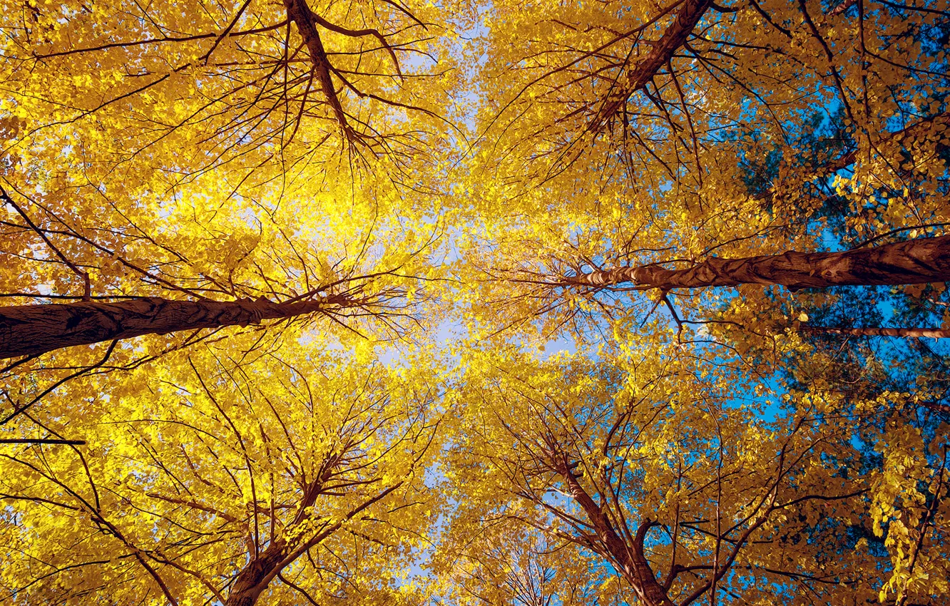 Фото обои осень, лес, деревья, природа, съемка, вид снизу