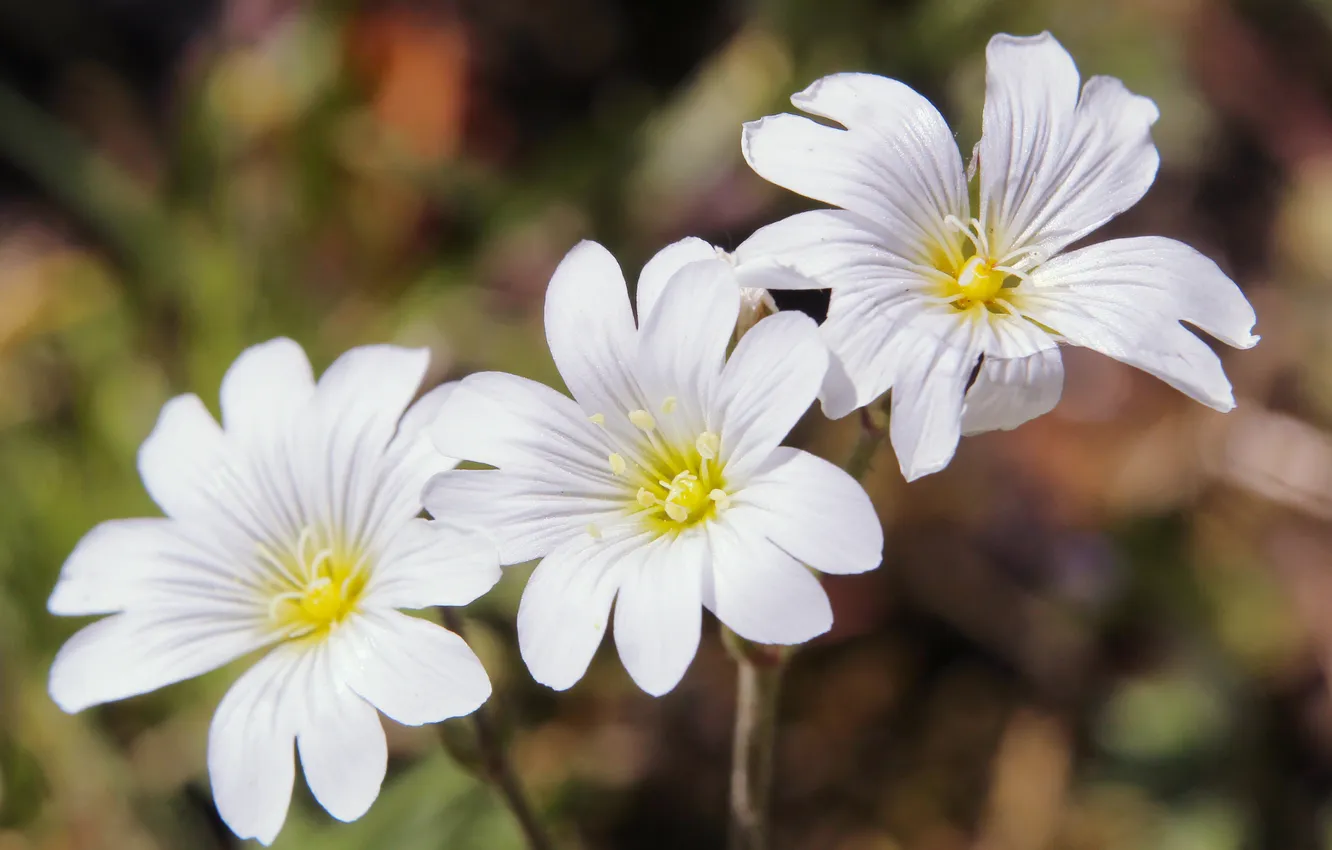 Фото обои white, flower, blooming