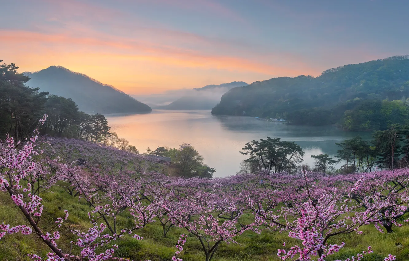 Фото обои деревья, цветы, горы, ветки, вишня, туман, озеро, скалы