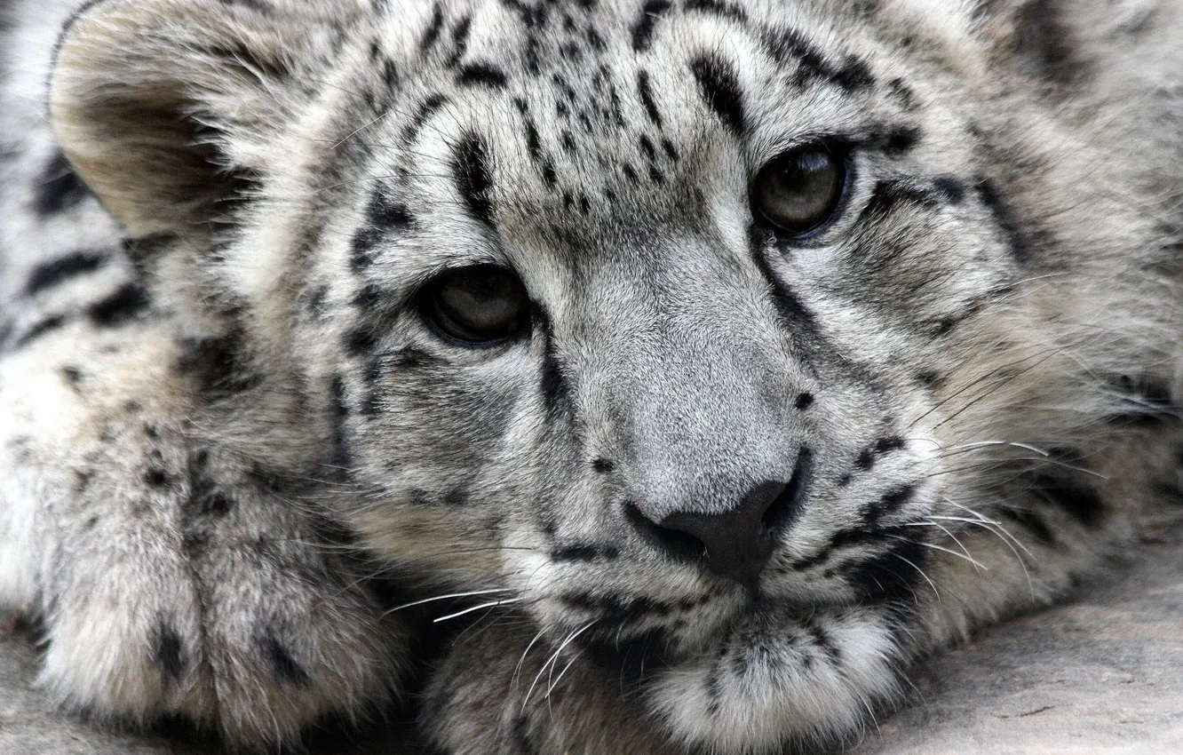 Фото обои морда, хищник, Snow Leopard, ирбис, снежный барс