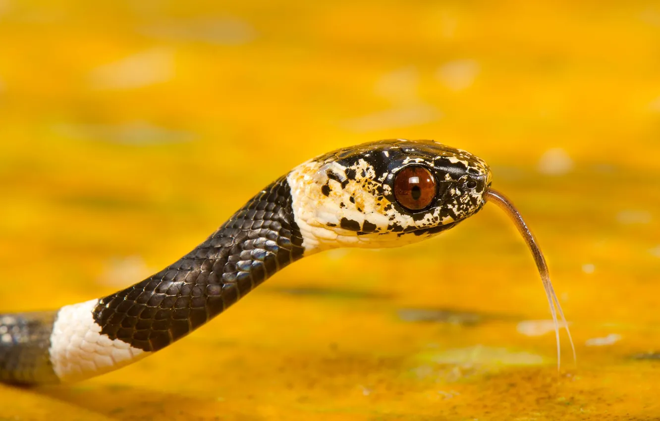 Фото обои язык, портрет, змея, желтый фон, José Gabriel Martínez Fonseca