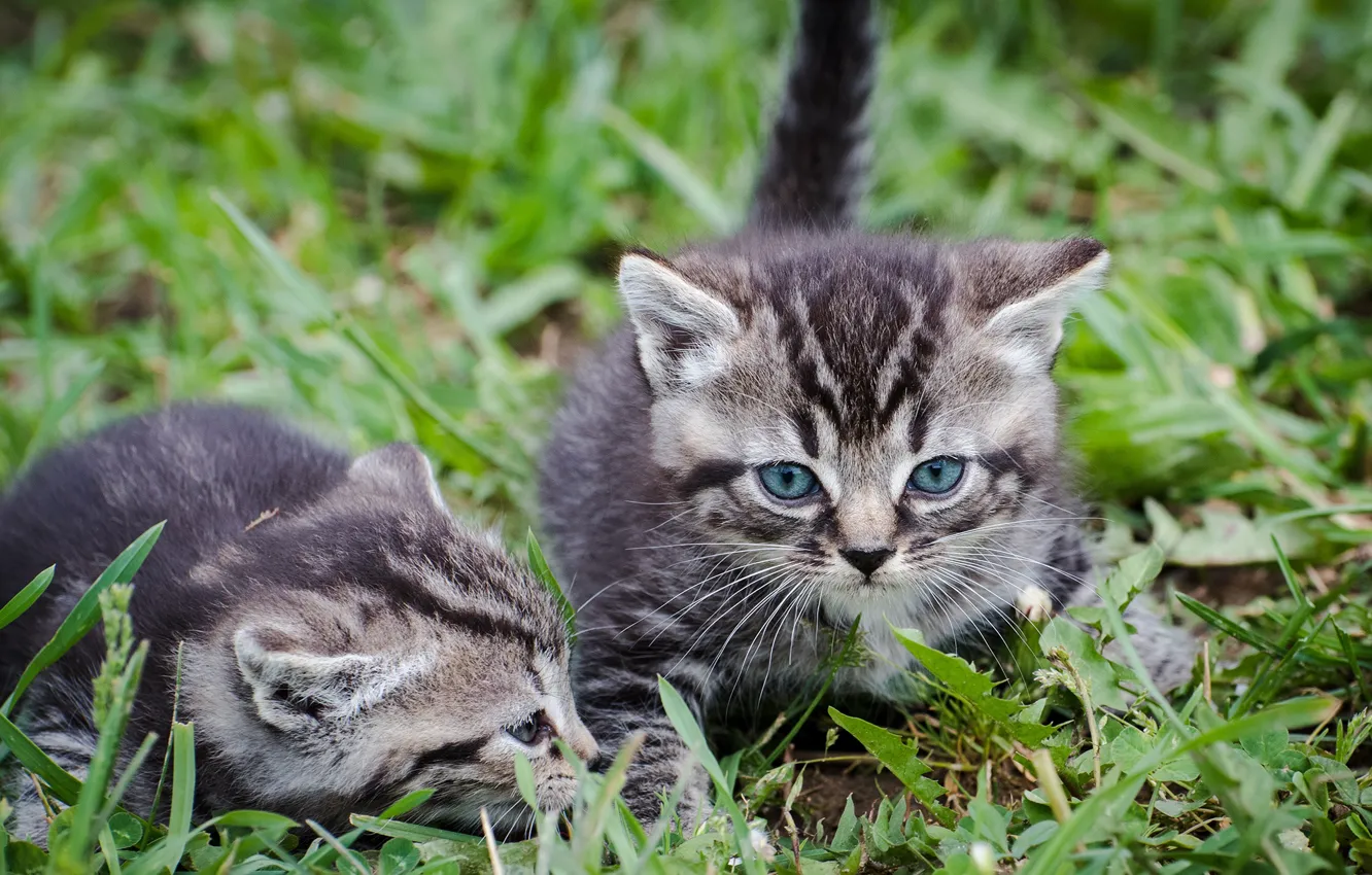 Фото обои трава, малыш, котёнок