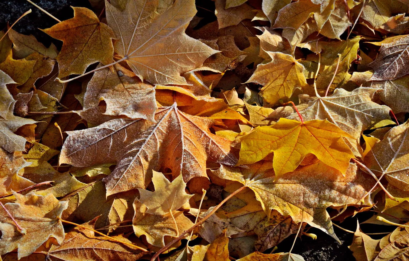 Фото обои иней, осень, листья