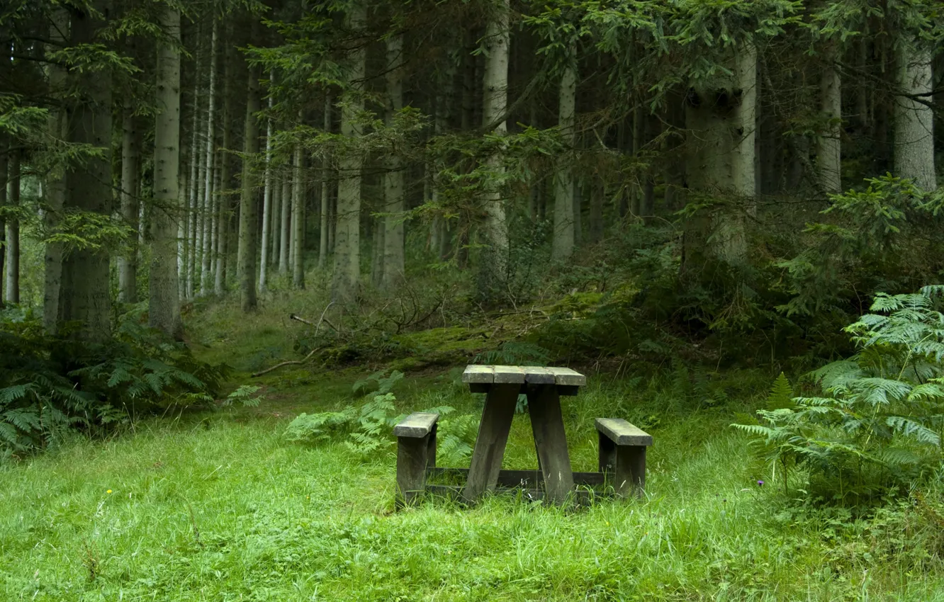 Фото обои скамейки, на полянке, еловый лес