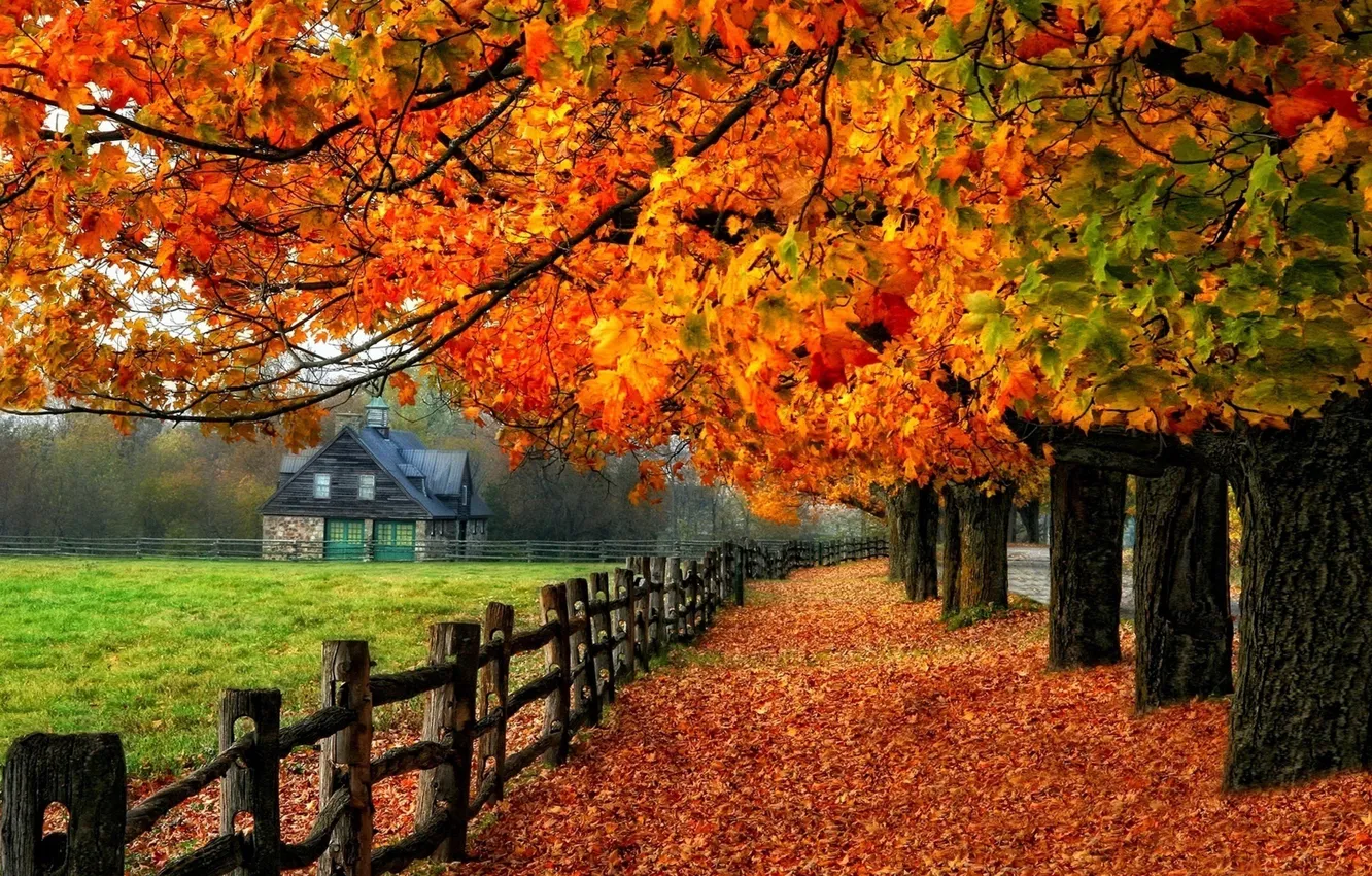 Фото обои осень, деревья, домик, листопад, изгородь