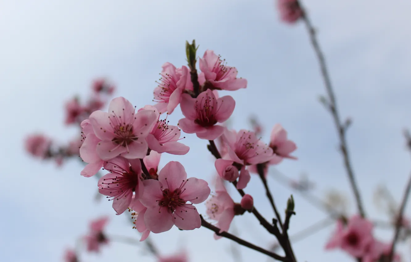 Фото обои небо, веточка, весна, вечер, почки, персик, розовые цветы, полупрозрачные