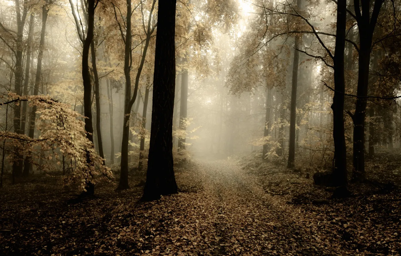 Фото обои дорога, осень, лес, природа, день, тусклый