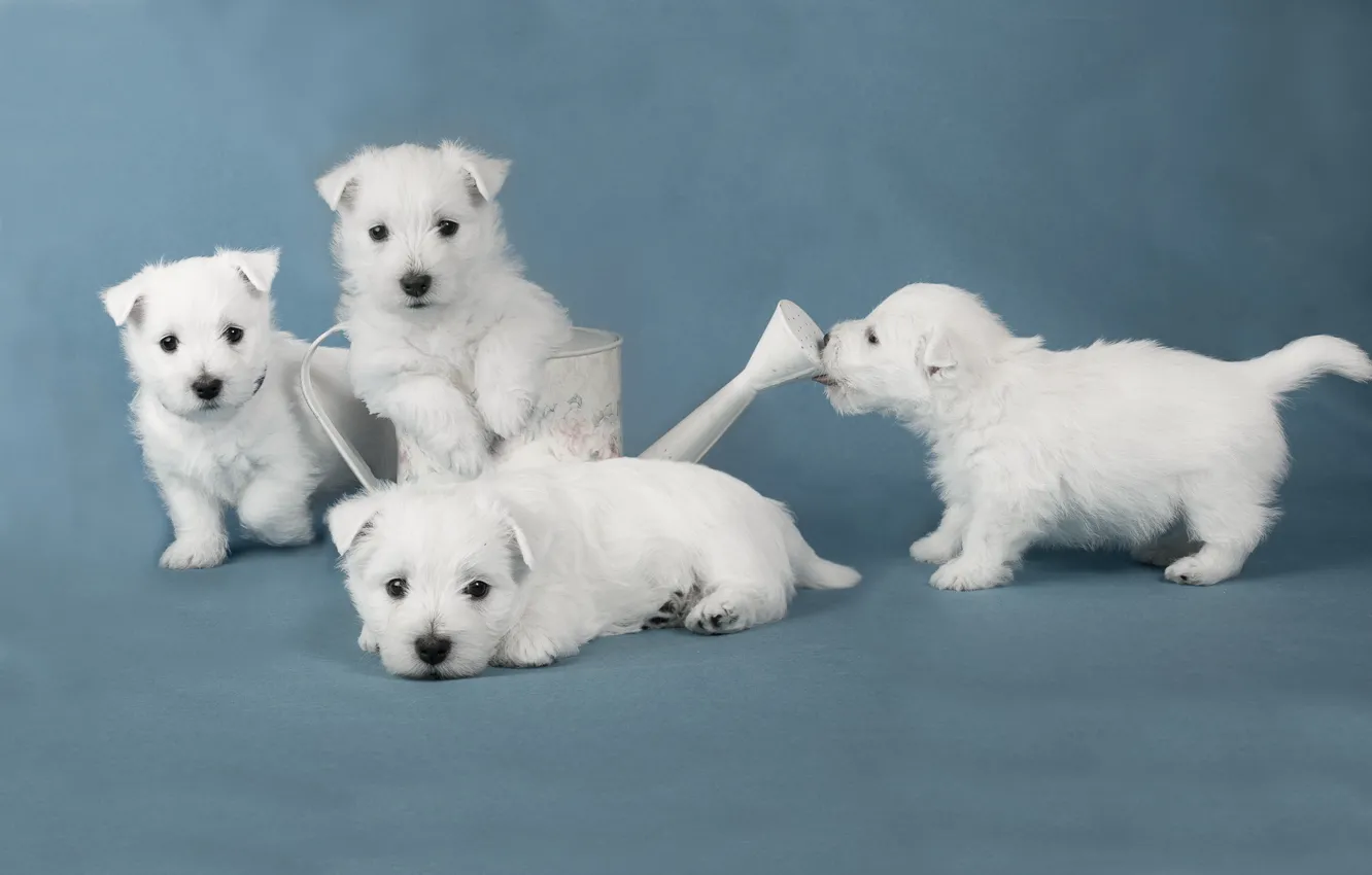 Фото обои собаки, щенки, white terriers
