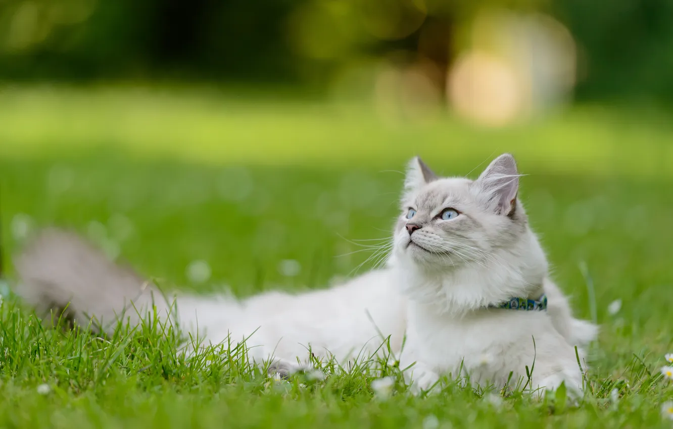Фото обои кошка, трава, кот