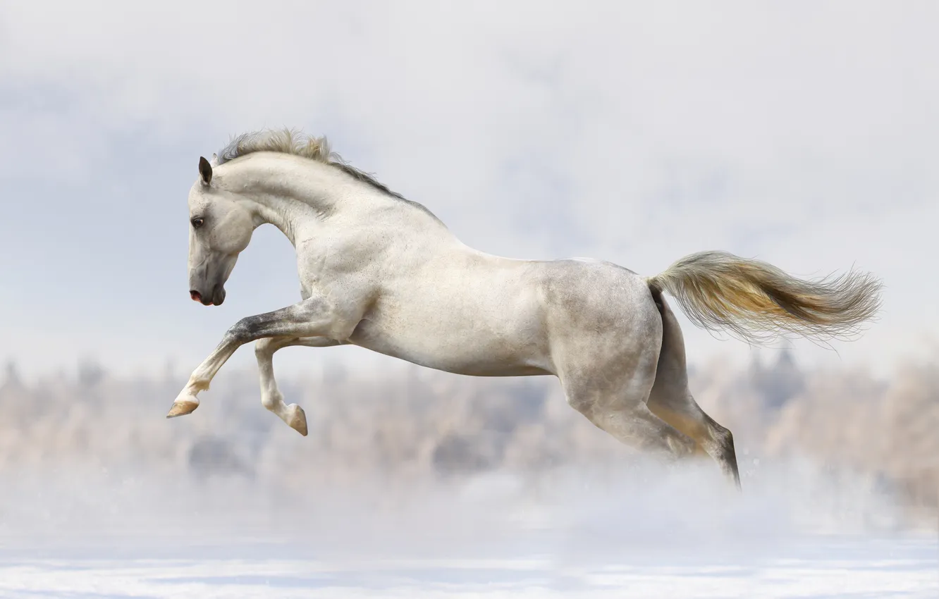Фото обои конь, лошадь, бег, бежит