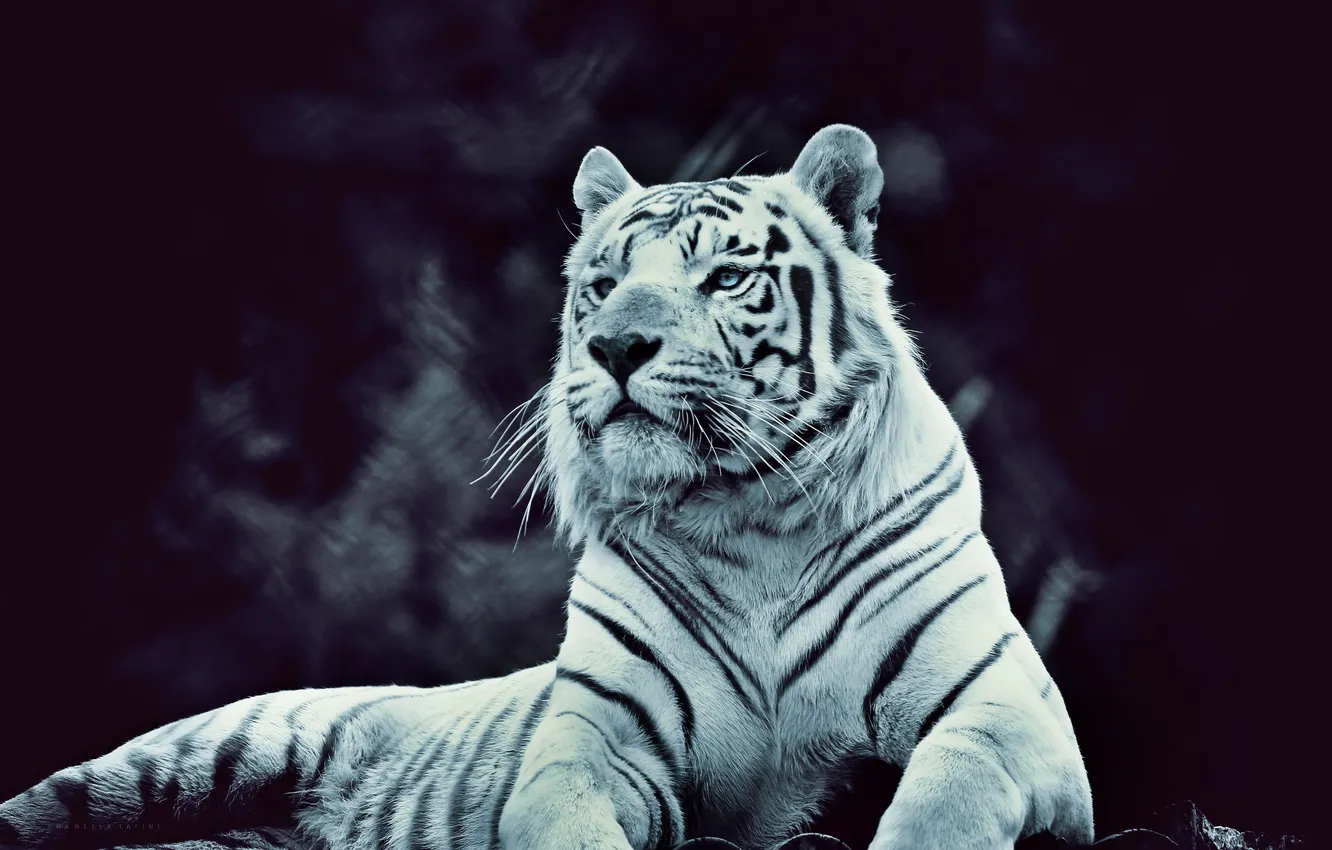 Фото обои полоски, тигр, красавчик