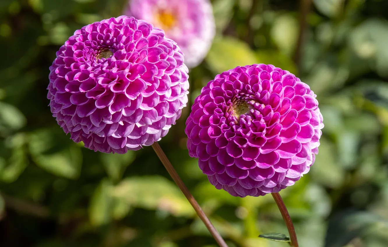 Фото обои лето, цветы, summer, flowers, сиреневый цвет, георгины, dahlias, lilac color