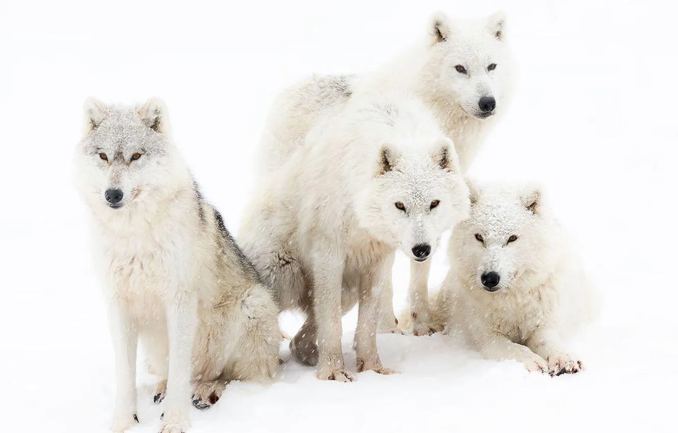 Фото обои nature, snow, predator, face, animal, wolf, wildlife, portrait