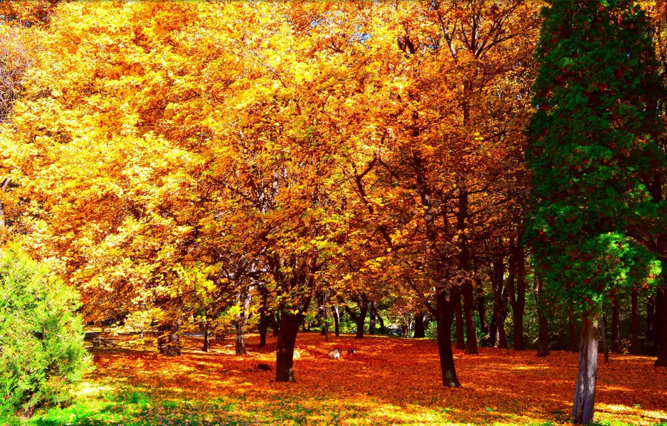 Фото обои осень, листья, деревья, парк, Nature, листопад, trees, park
