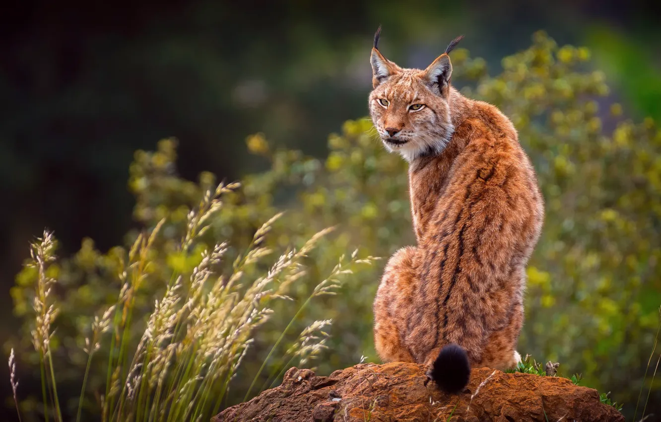 Фото обои спина, рысь, сидит, вид сзади, кусты, сидит спиной