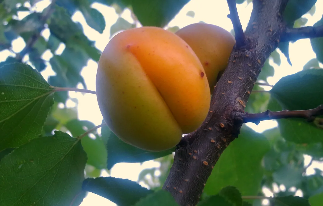Фото обои лето, плоды, фрукты, витамины, абрикосы