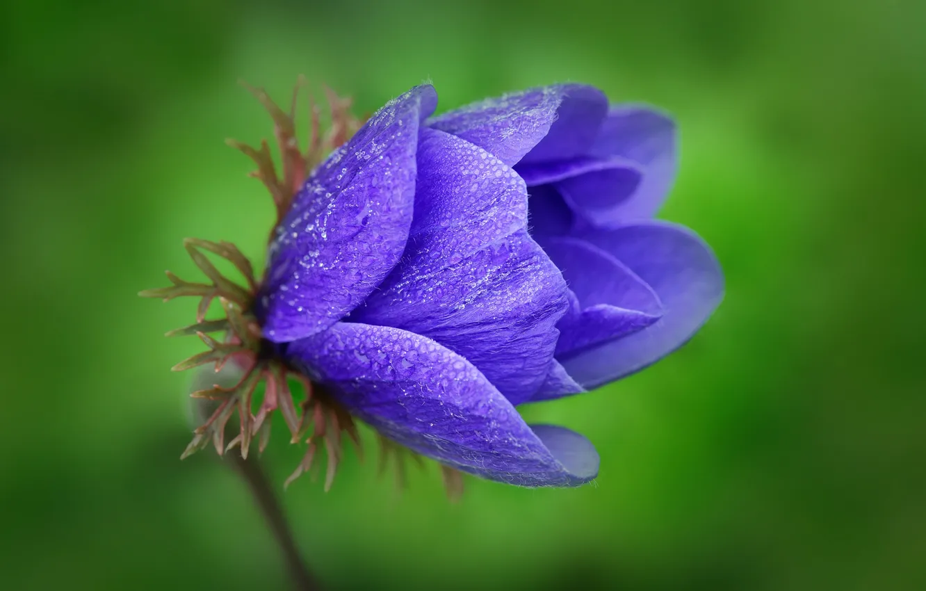 Фото обои макро, синий, природа, Цветок, лепестки