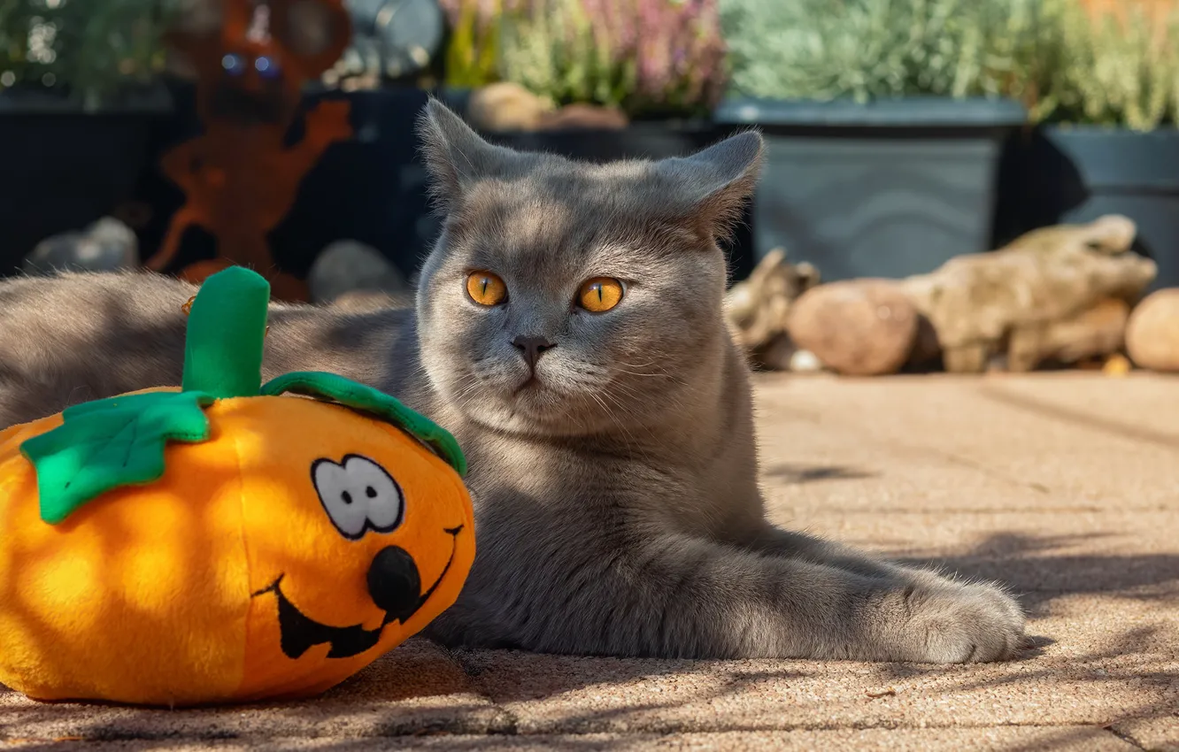 Фото обои кошка, кот, Halloween, тыква, Хэллоуин