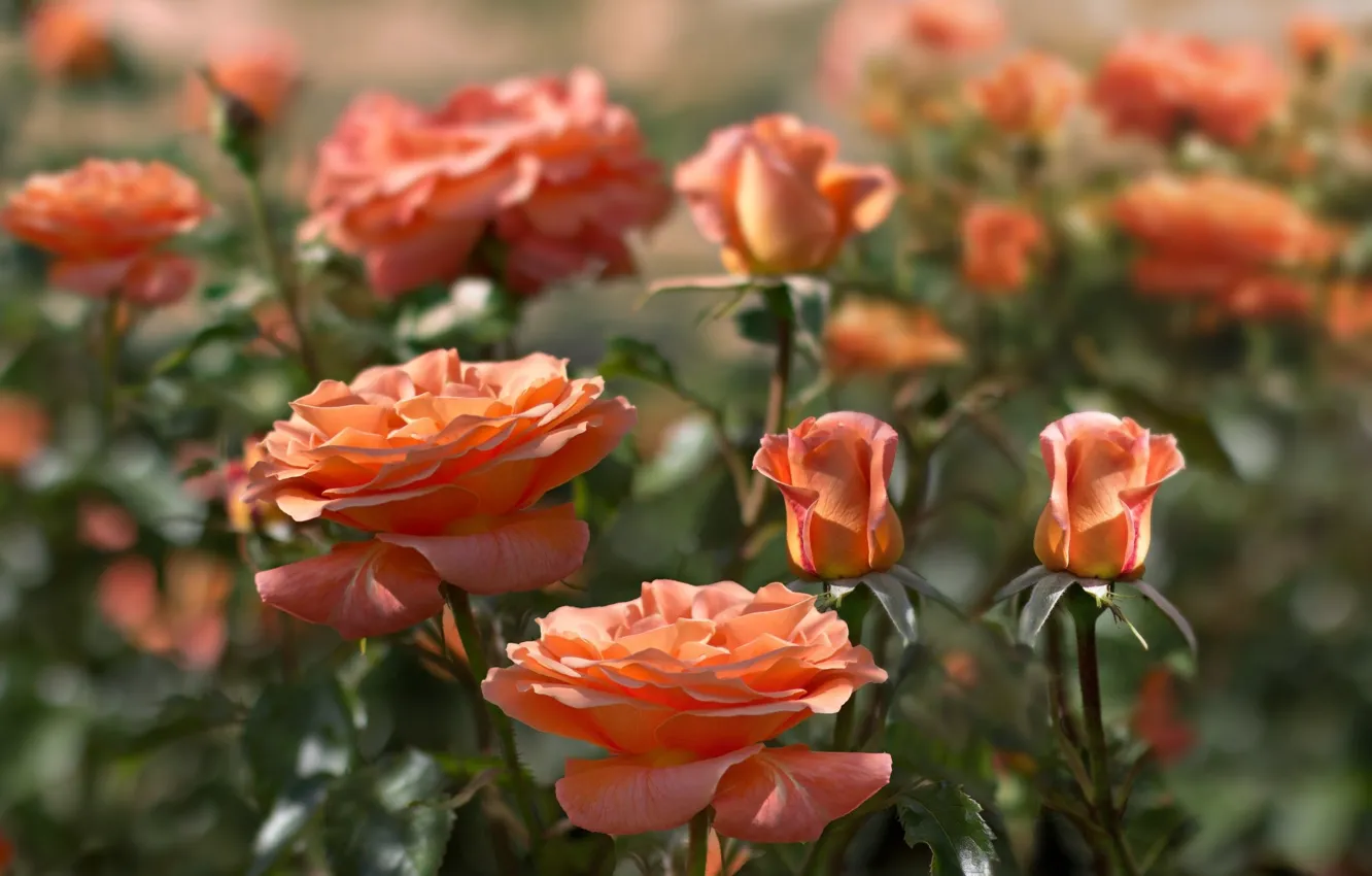 Фото обои куст, розы, оранжевые