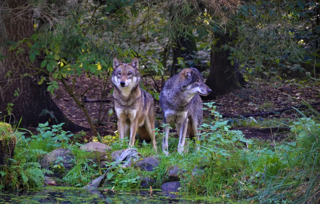 Фото обои nature, snow, predator, face, animal, wolf, wolves, wildlife