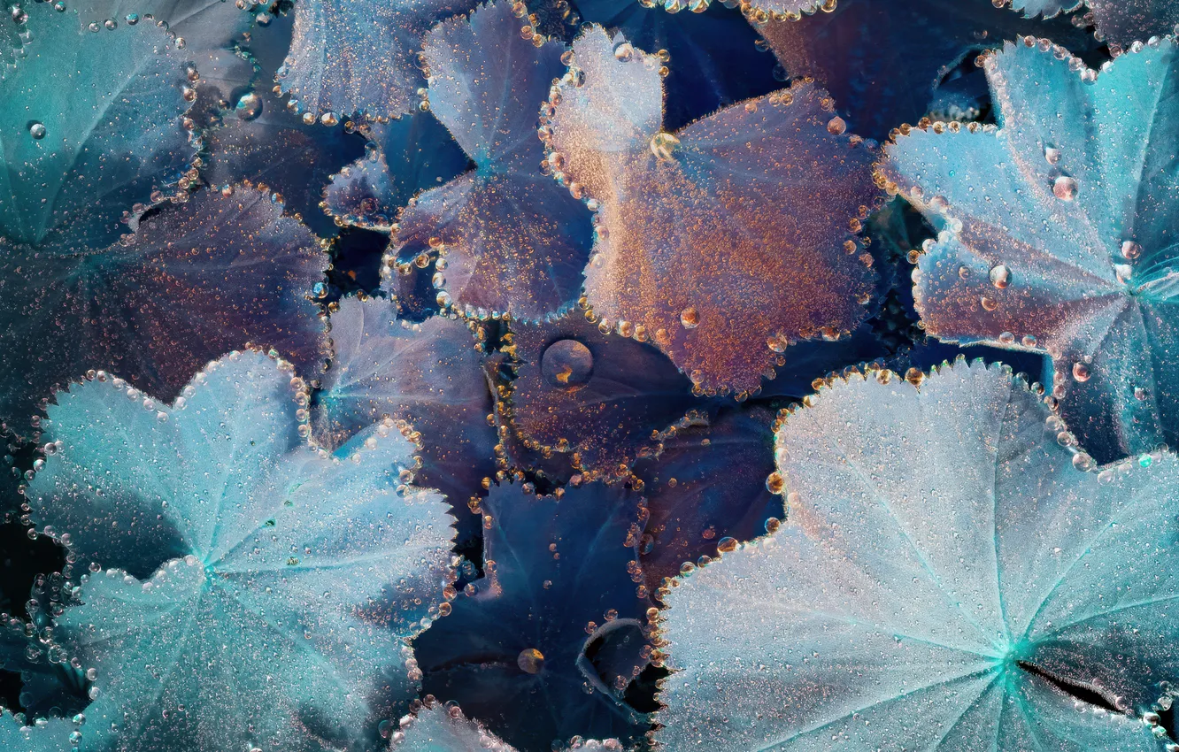 Фото обои Nature, Macro, Dew Drops, Water droplets, Shimmering, Plant Leaves, Iridescence