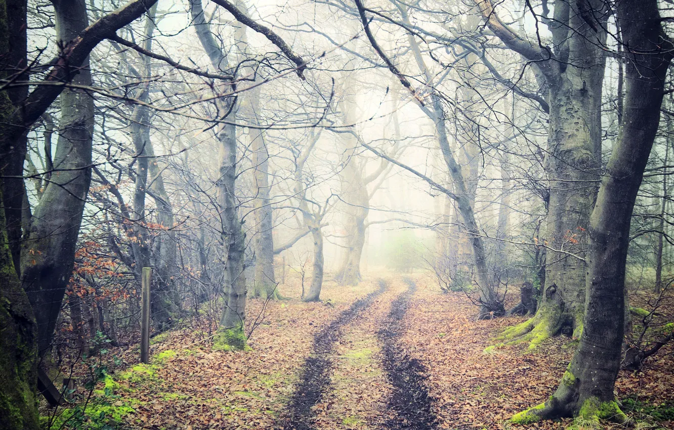 Фото обои дорога, осень, лес, листья, деревья, природа, туман, тропа