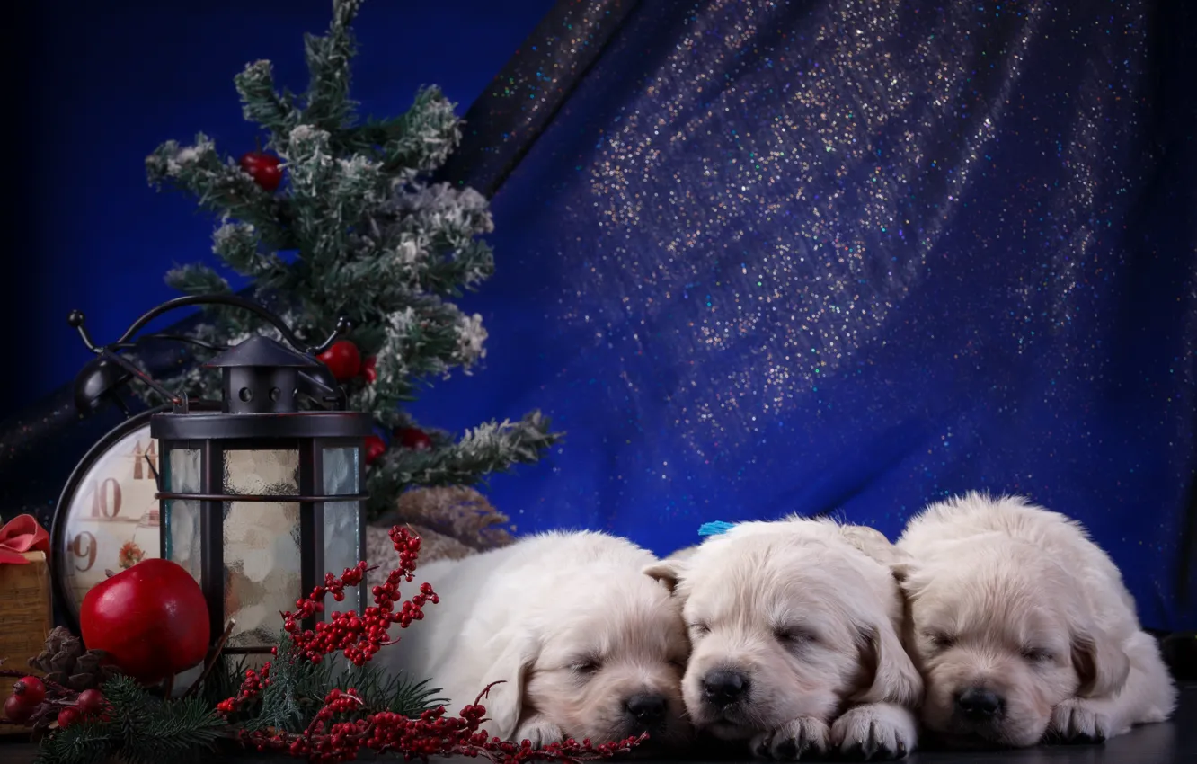 Фото обои щенки, Новый год, белые, трио, ретривер