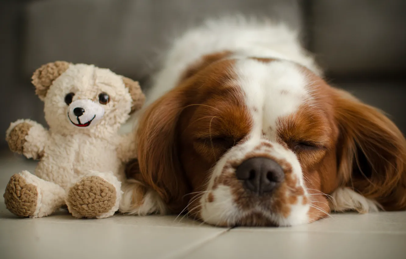 Фото обои игрушка, сон, собака, медвежонок, плюшевый мишка, спящая, Кавалер кинг чарльз спаниель