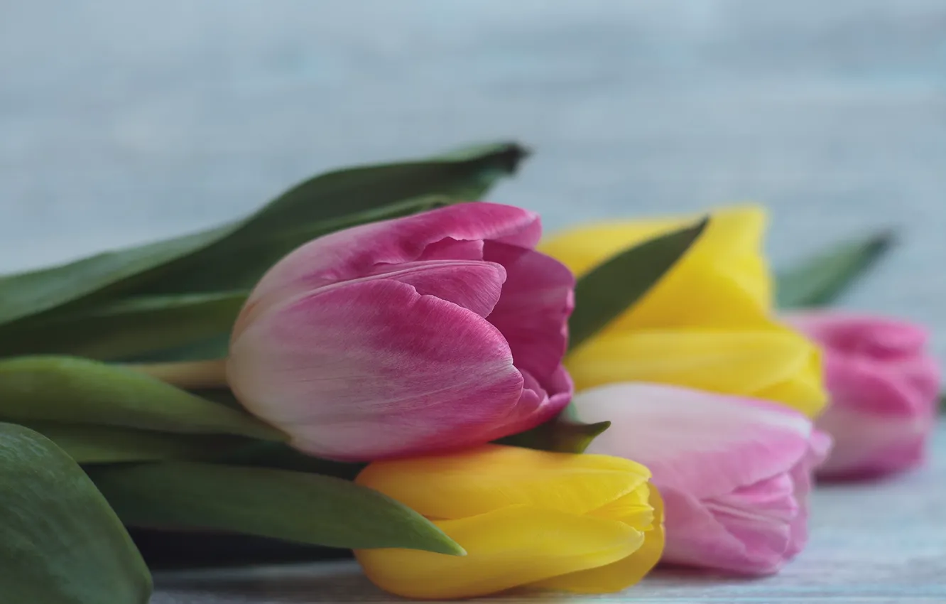 Фото обои цветы, букет, желтые, тюльпаны, розовые
