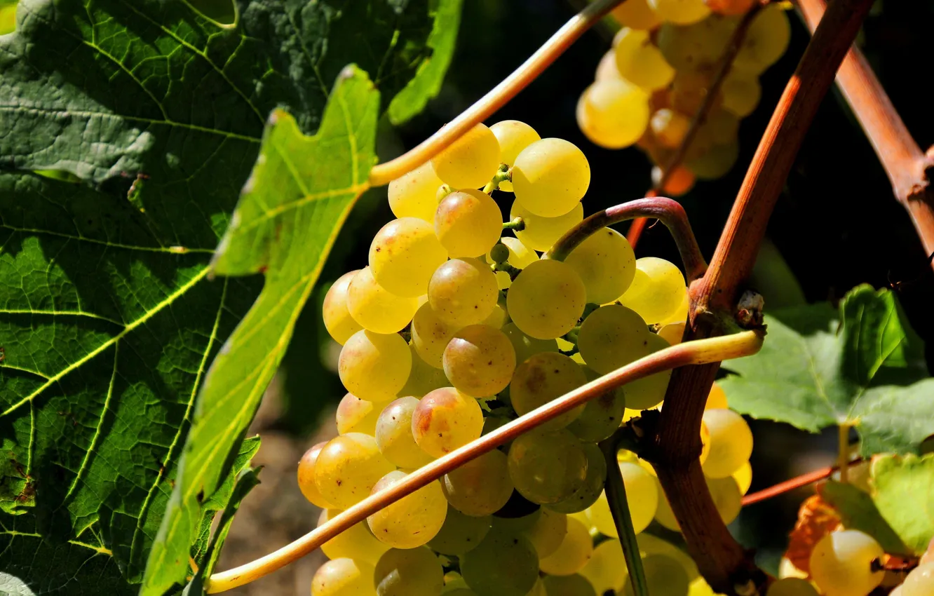 Фото обои листья, еда, гроздь, белый виноград, бубка